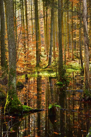 Autumn-coloured mixed forest reflected in a pond in the Westliche Waelder nature park Park near Ausgburg