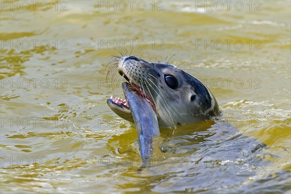 Close-up of common seal