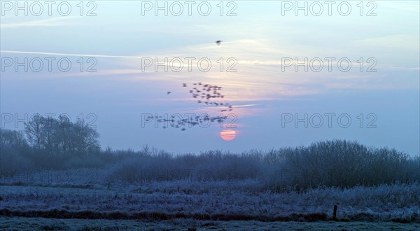 Wild geese in flight