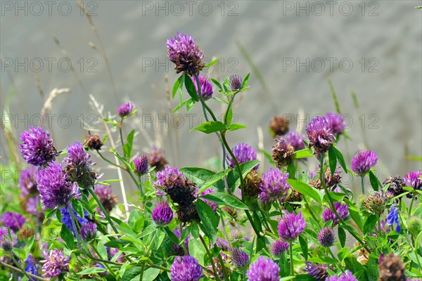 Red clover