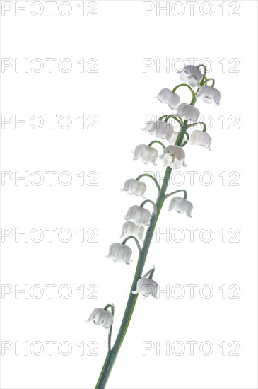 lily of the valley