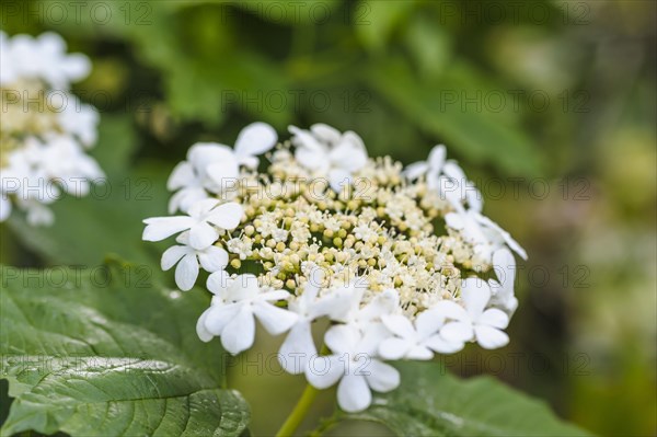 Virburnum opulus