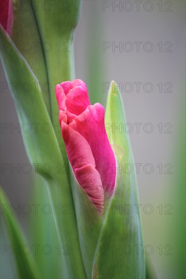 Opening flower of a sword lily