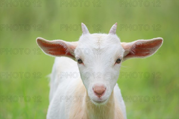 Domestic goat