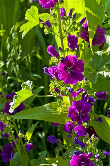 Mauritanian common mallow