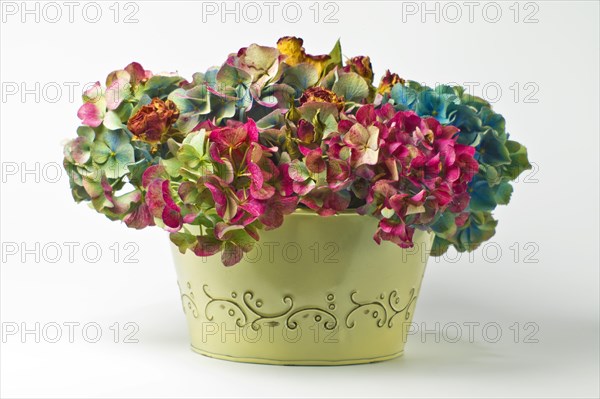 Dry Hydrangeas in Metal Vessel