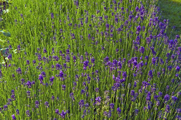 True lavender