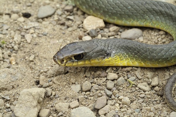 Eastern yellow-bellied racer