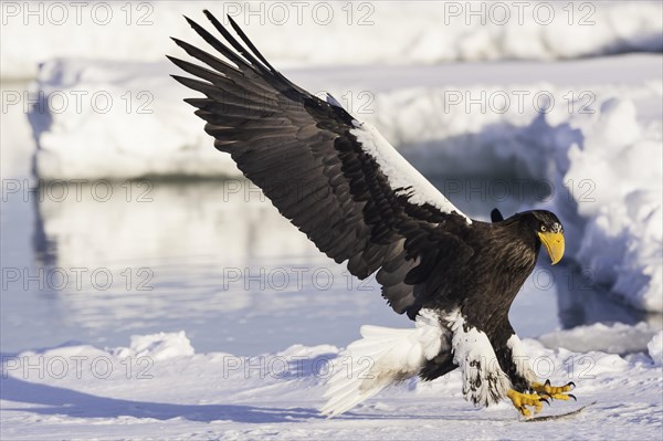 Steller Sea Eagle
