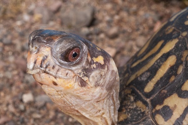 Eastern box turtle