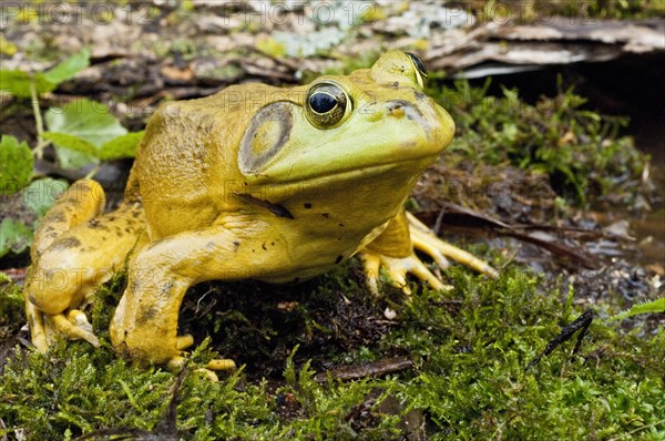 Bullfrog