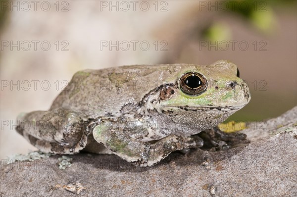 Eastern gray tree frog