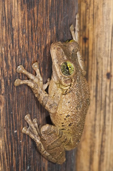 Giant broad-headed treefrog