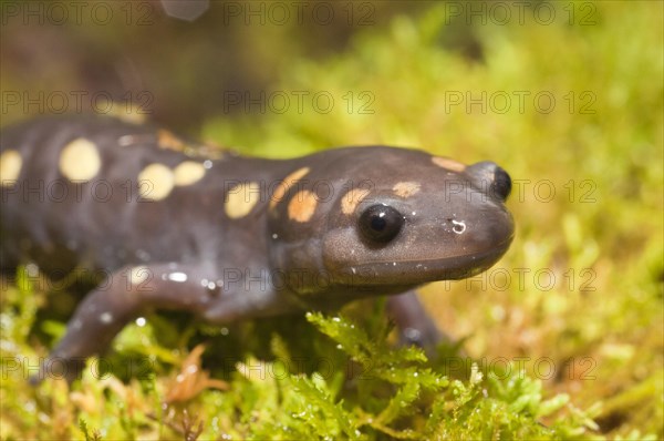 Spotted salamander