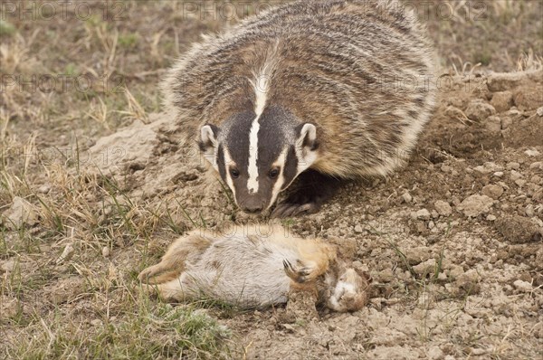 American badger