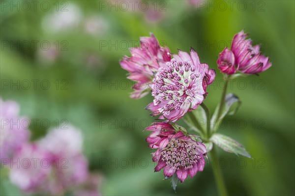 (Astrantia) major hadspens blood Hatties pincushion, masterwort