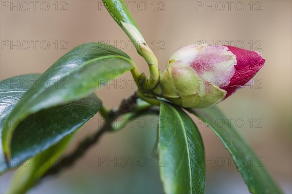 (Camellia japonica) Adolphe Audusson. Common Camellia. Close up of flower bud, showing some colour and beginning to open. Surrounded by bright green glossy leaves
