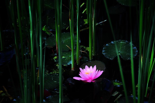 Water lily