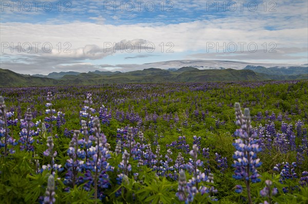 Fields with flowering nootka lupins