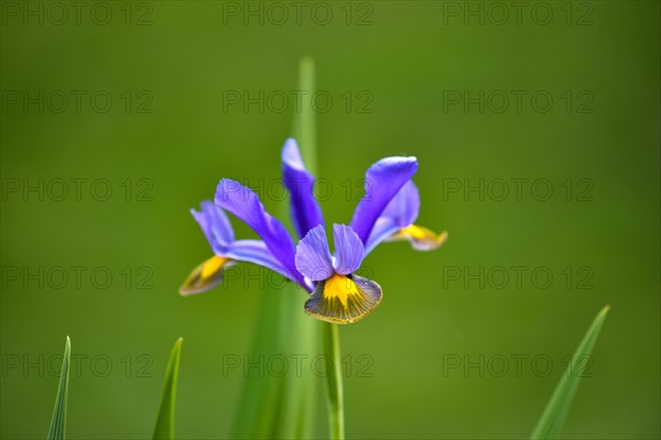 Small bulbous-rooted iris