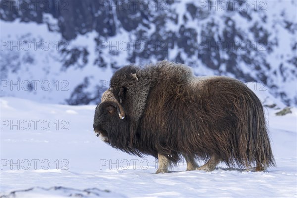 Muskox