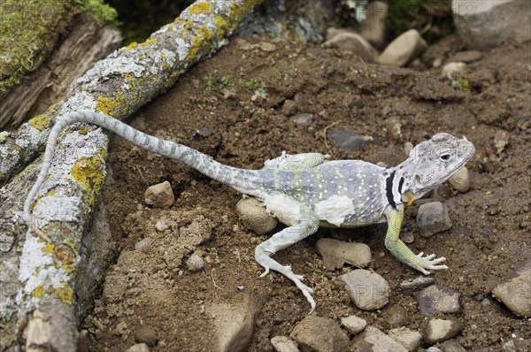 Eastern collared lizard