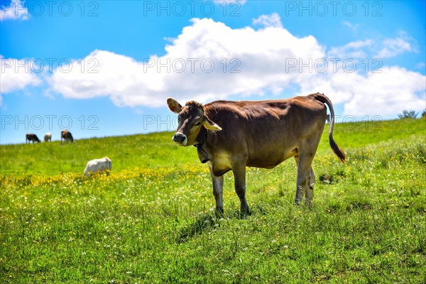 Allgaeuer Braunvieh on a mountain pasture in Allgaeu