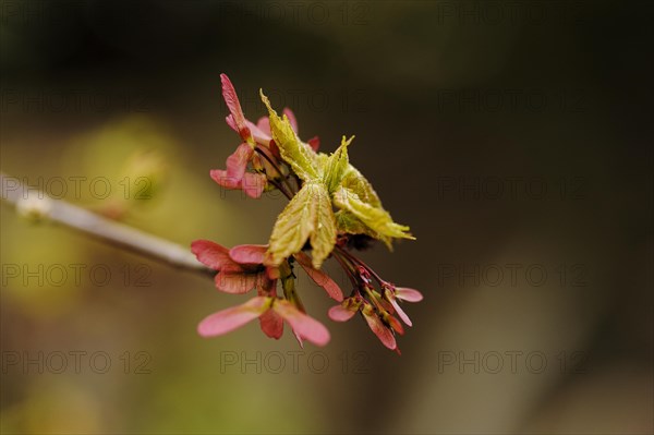 (Acer rubrum) October Glory