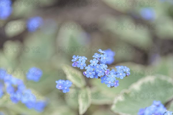 Brunnera Hadspen cream