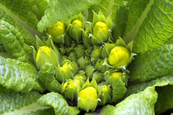 Common cowslip