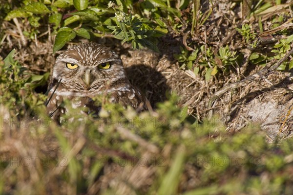 Burrowing owl