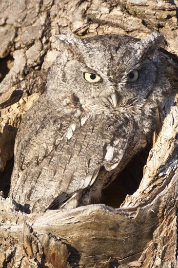 Eastern Screech Owl