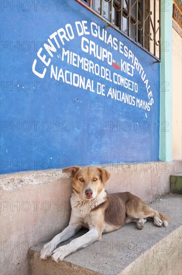 Stray dog outside the National Council of Mayan Elders building