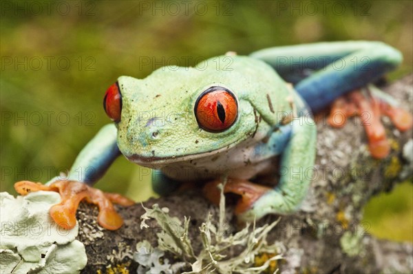 Red-eyed tree frog