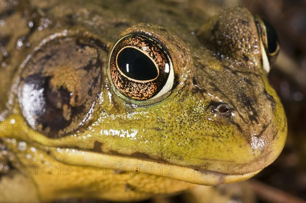 Green frog