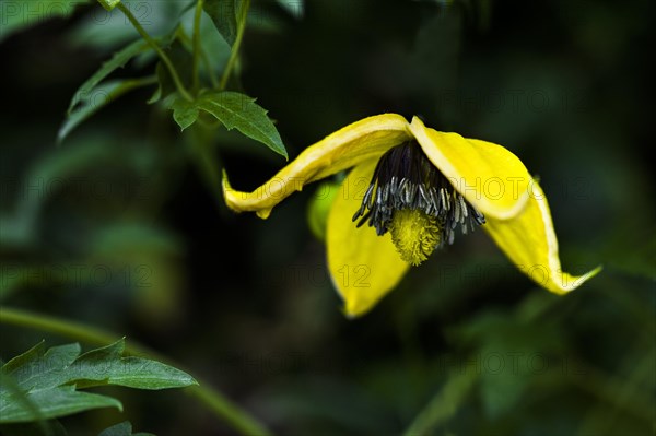 Clematis Bill McKensie