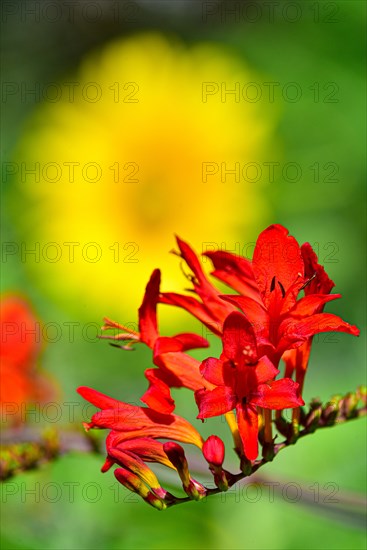 Flower of a Montbretia