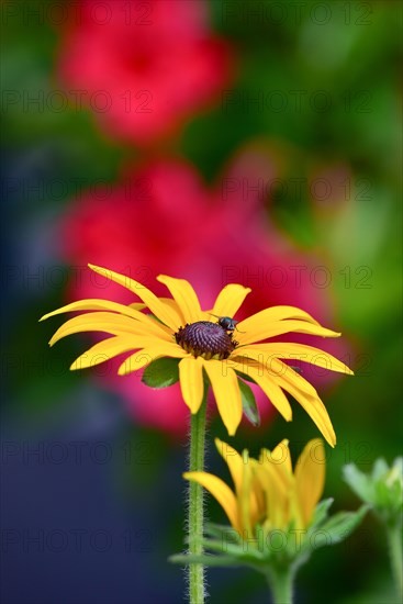 The yellow coneflower