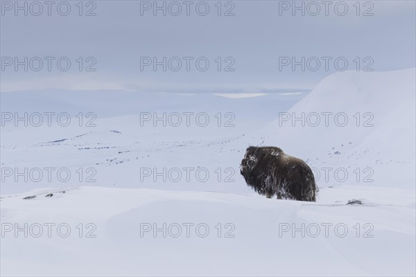 Muskox