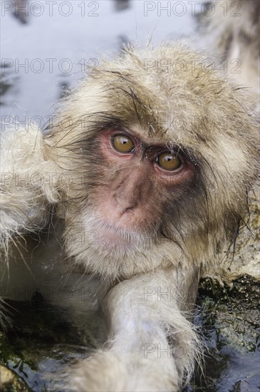 Japanese macaque