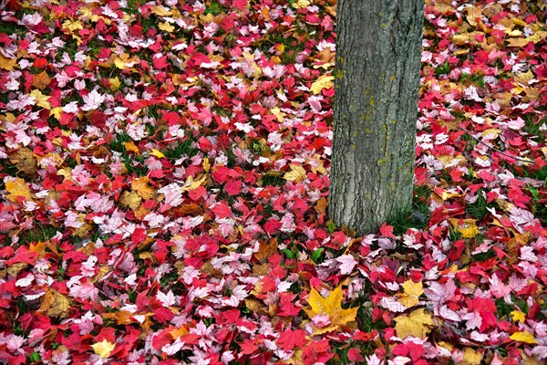 Autumn leaves lie on the lawn