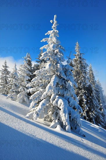 Trees in winter