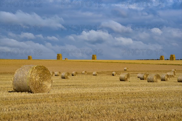 Harvested cornfield with straw bales in Normandy