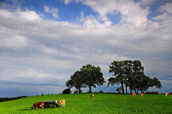 Pasture near Landsberg