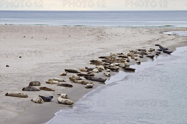 Common seals