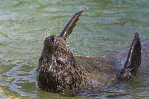 Close up of common seal