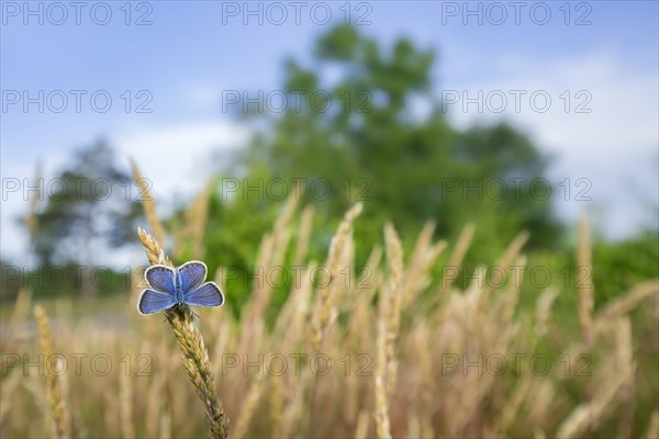 Silver-studded blue