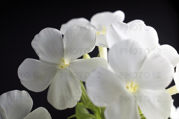 White cushion phlox