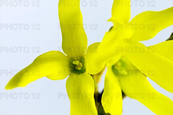 Forsythia