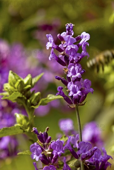 Real lavender with honey bee